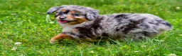 Mini Aussiedoodle dogs for sale: Gracie - Ad 3