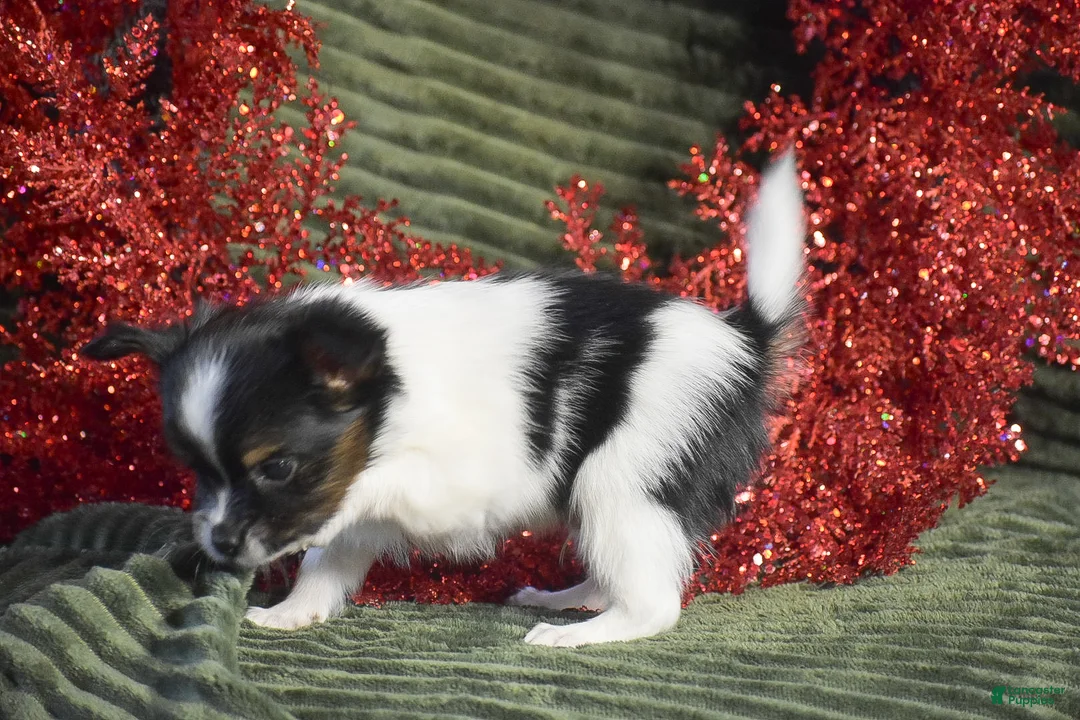Papillon dogs for sale: Birch - Ad 4