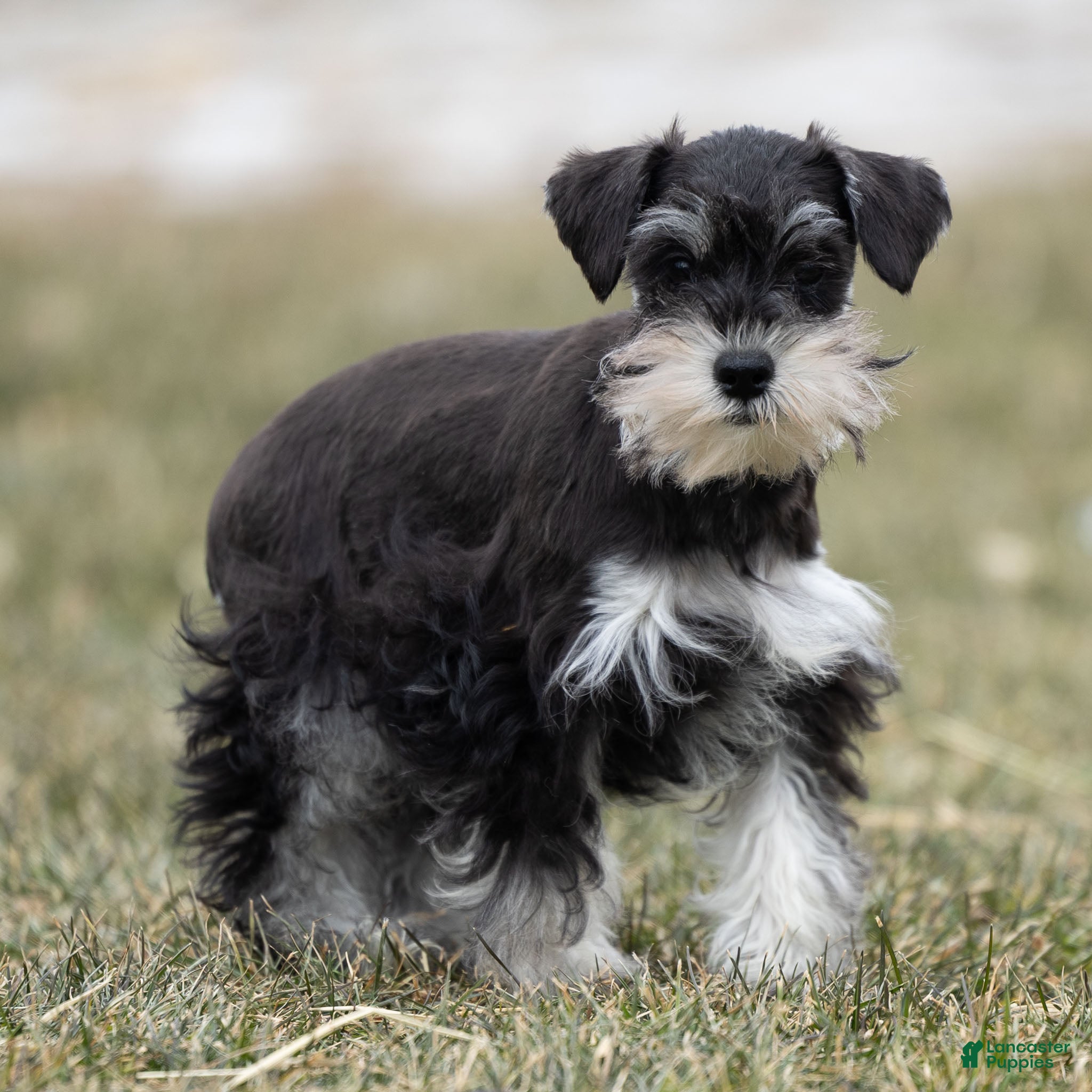Miniature Schnauzer dogs Valerie - Ad 19