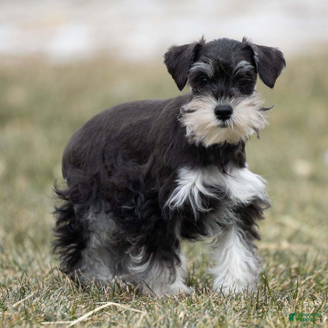 Miniature Schnauzer dogs for sale: Valerie - Ad 1