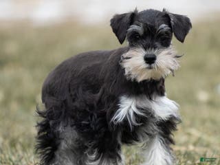 Miniature Schnauzer dogs Valerie - Ad 19
