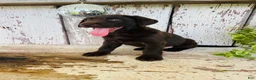 Labrador Retriever dogs for sale: Sara  - Ad 8