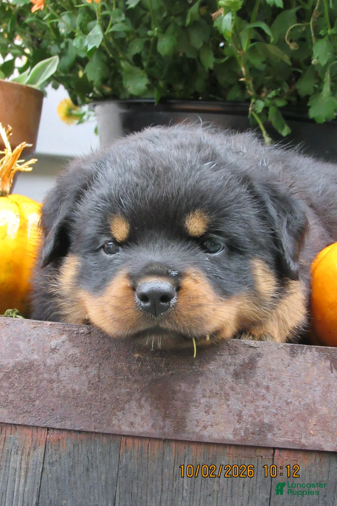 Rottweiler dogs for sale: Rottweiler 1 Rayne - Ad 2