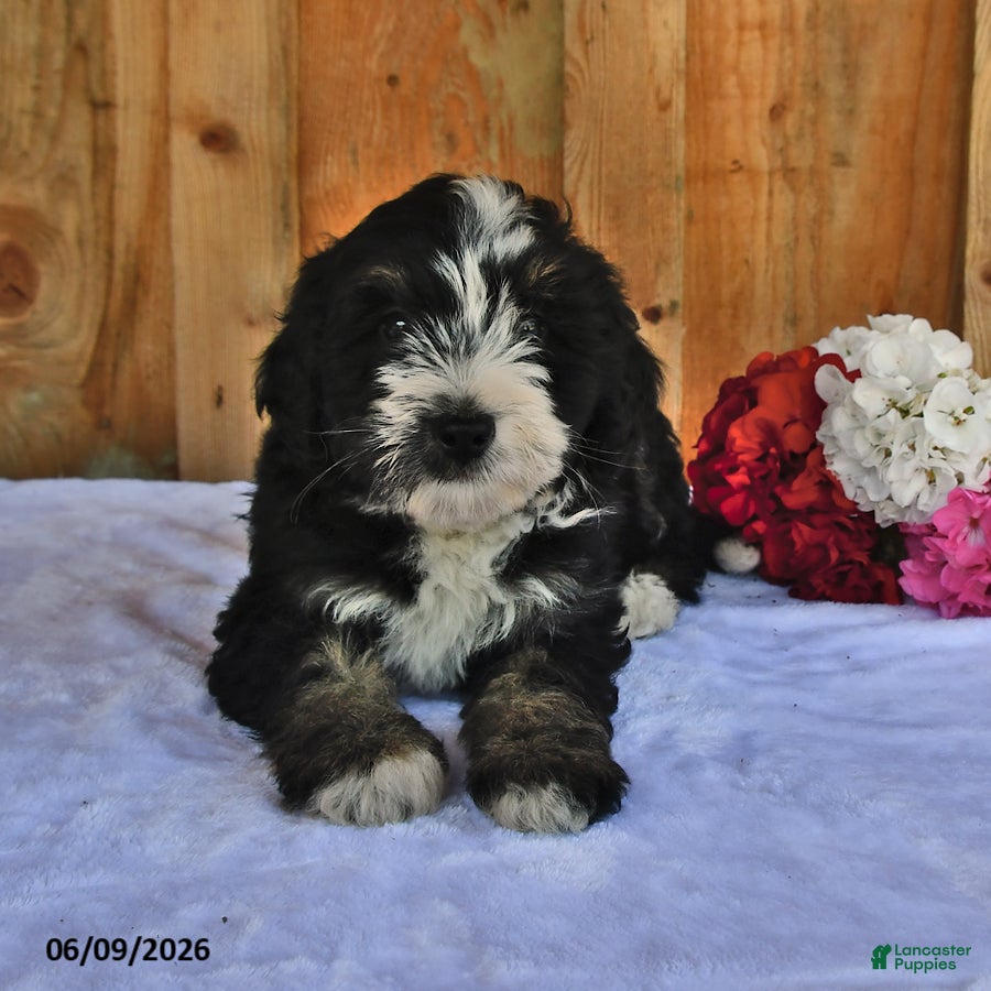 Bernedoodle dogs Molly - Ad 2