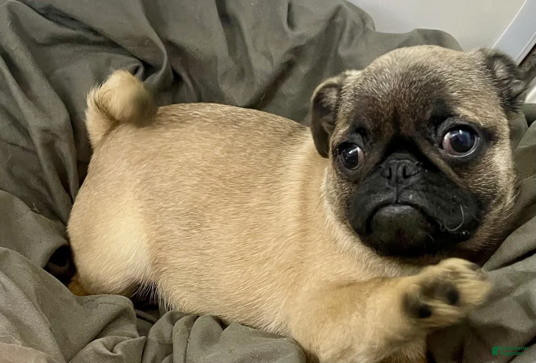 Pug dogs for sale: Pug Puppy 2 - Ad 2