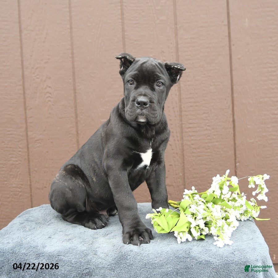 Cane Corso dogs Buster - Ad 2