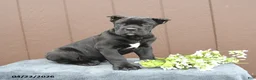 Cane Corso dogs for sale: Buster - Ad 2