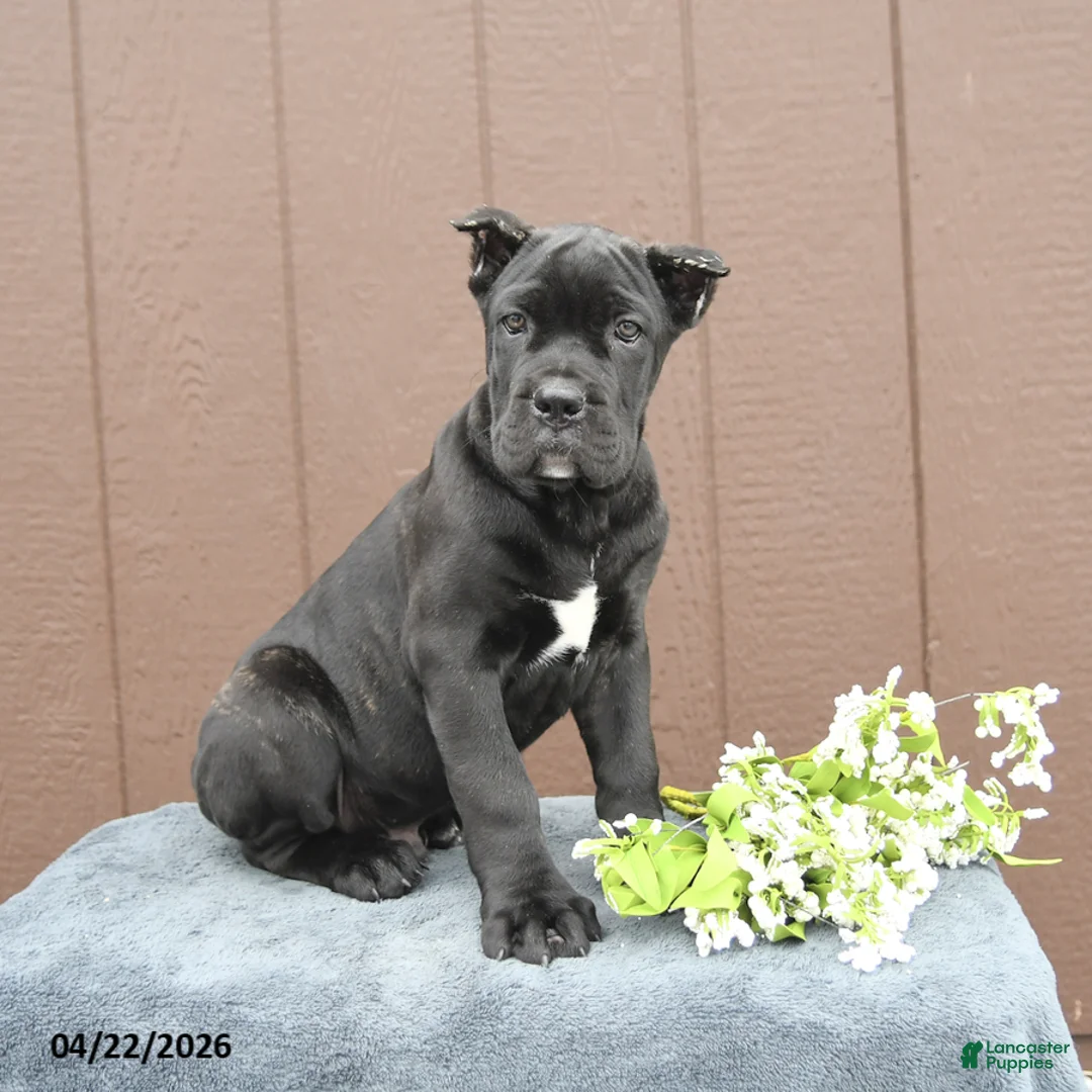 Cane Corso dogs for sale: Buster - Ad 2