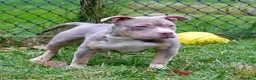 American Bully dogs for sale: Linda - Ad 2