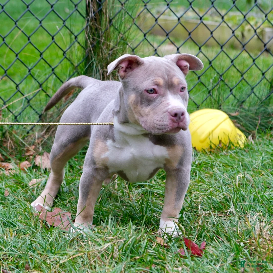 American Bully dogs for sale: Linda - Ad 2