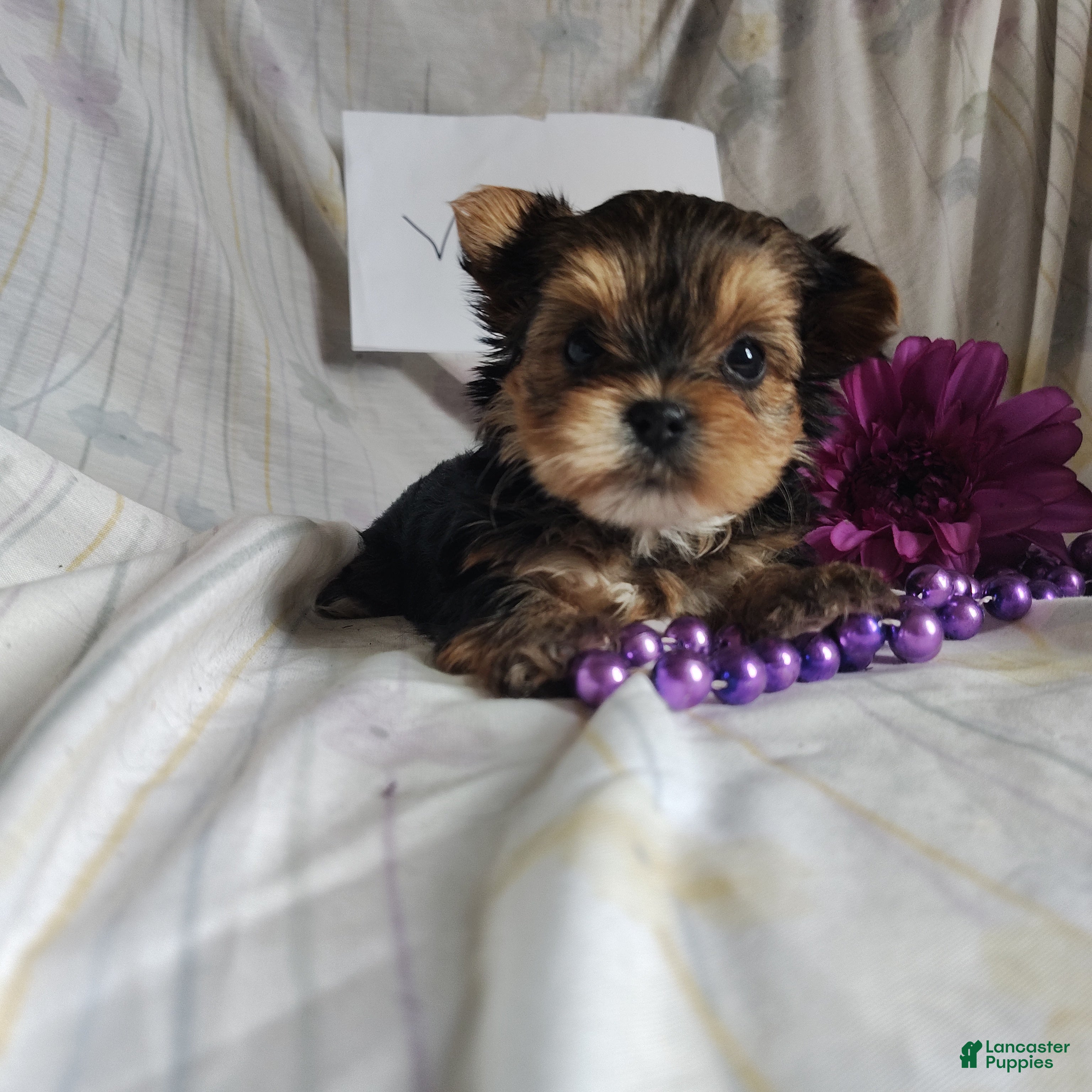 Yorkshire Terrier dogs Violet  - Ad 1