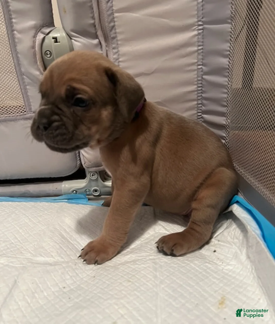 Cane Corso dogs for sale: Girl 3 - Ad 1