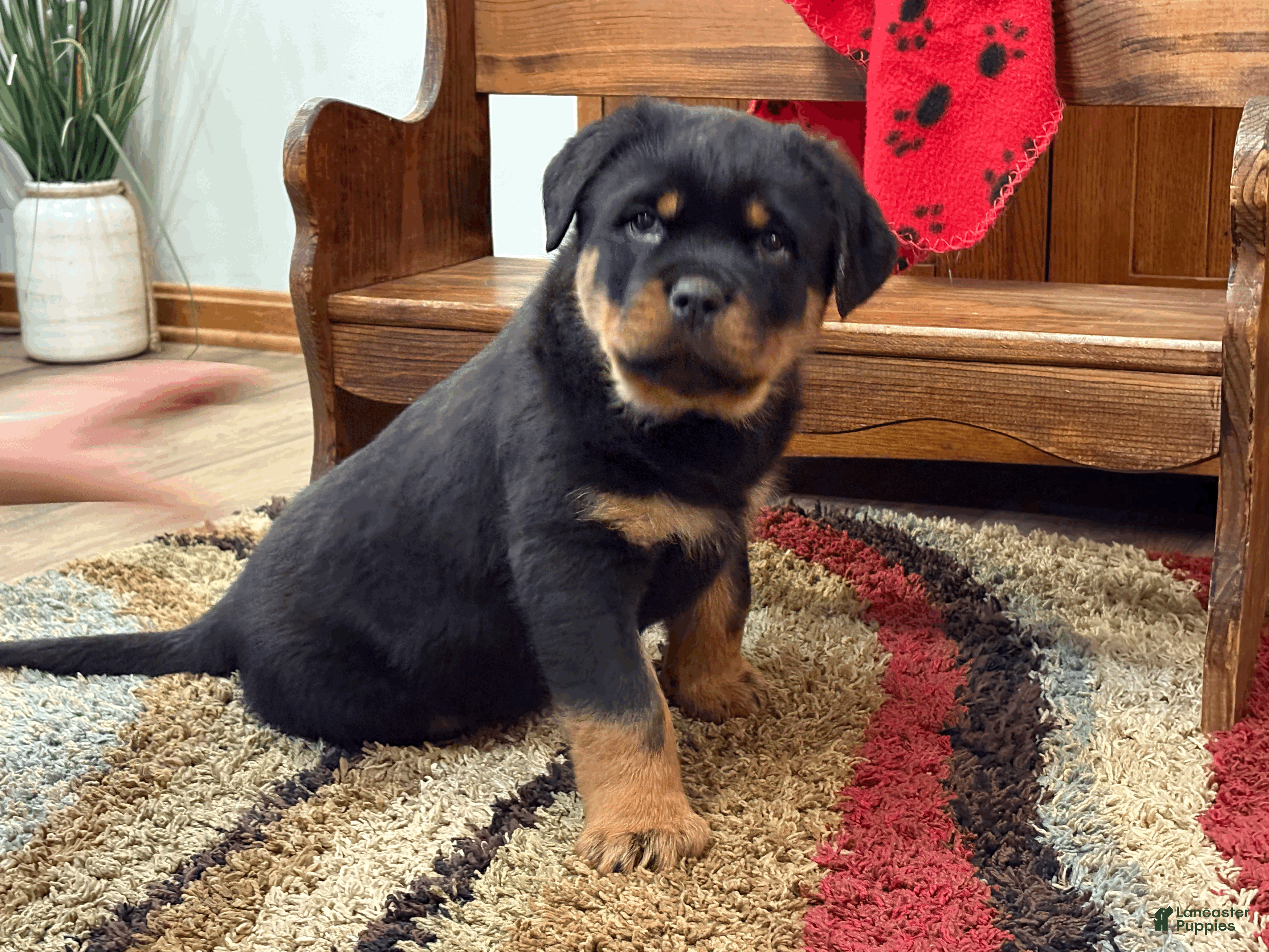 Rottweiler dogs Rosco - Ad 35