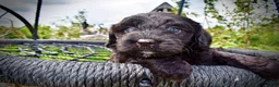 Havapoo dogs for sale: Webster - Ad 2