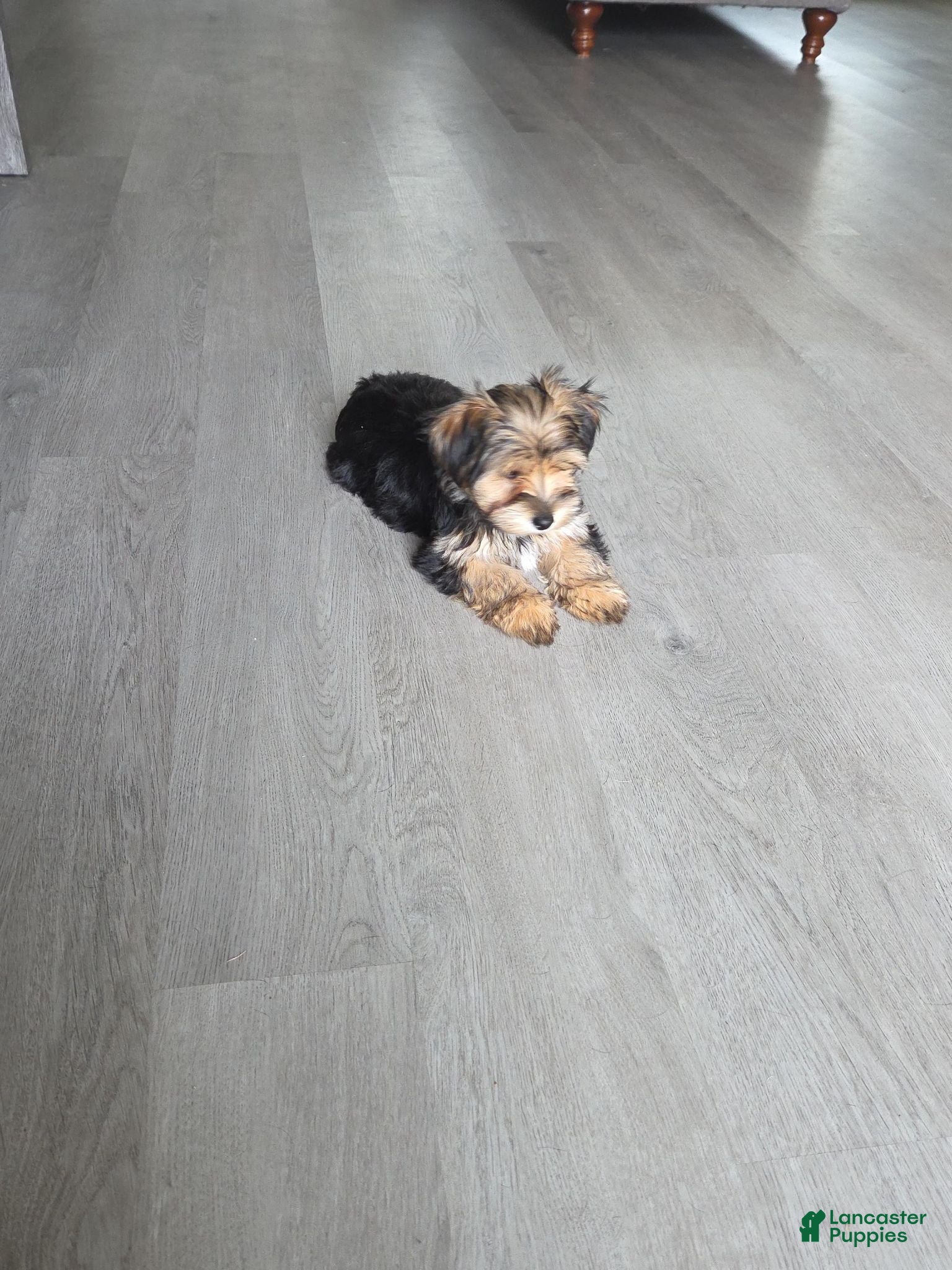 Yorkshire Terrier dogs Yorkshire Terrier Riley (female) - Ad 11