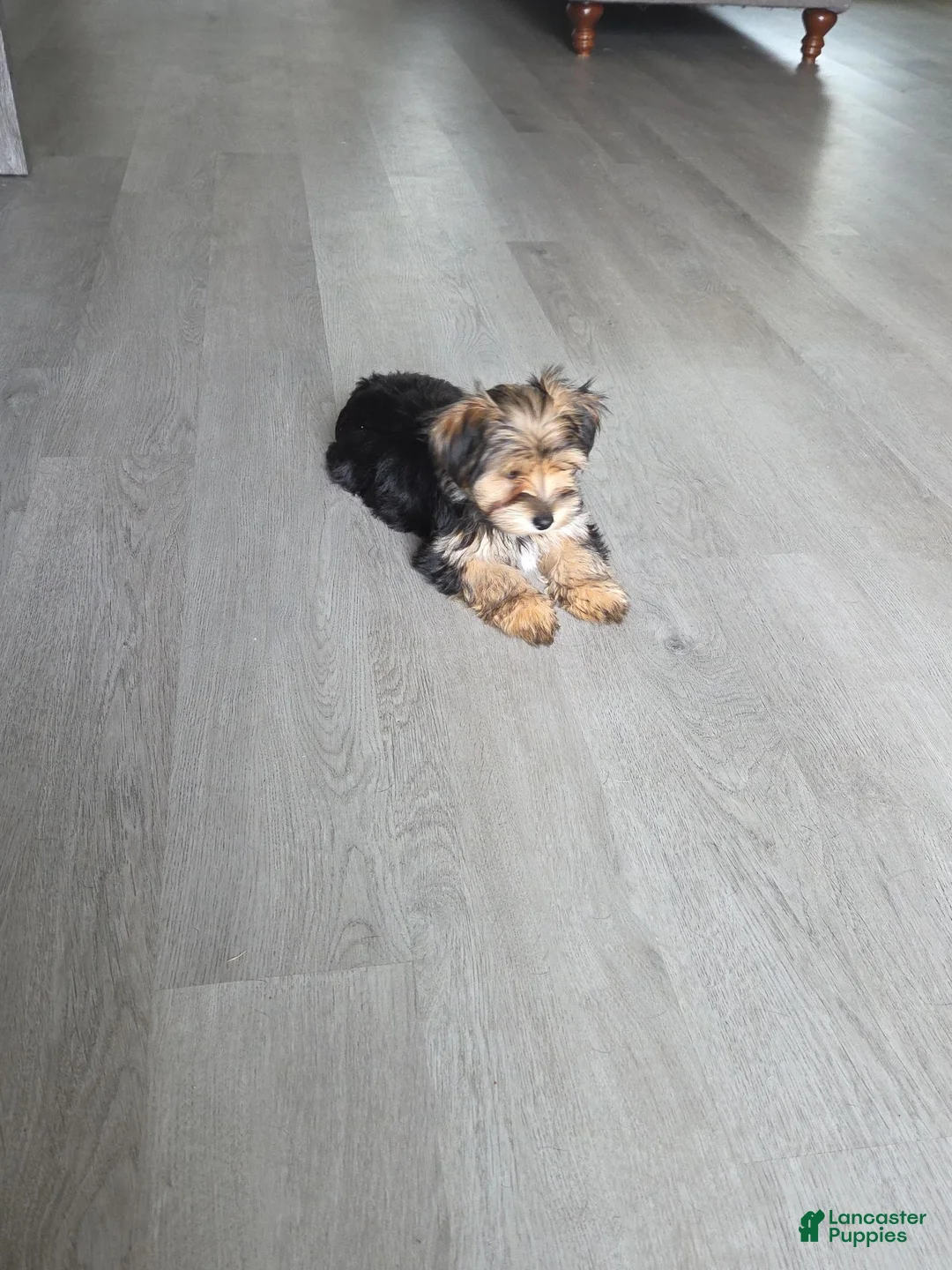 Yorkshire Terrier dogs for sale: Yorkshire Terrier Riley (female) - Ad 1