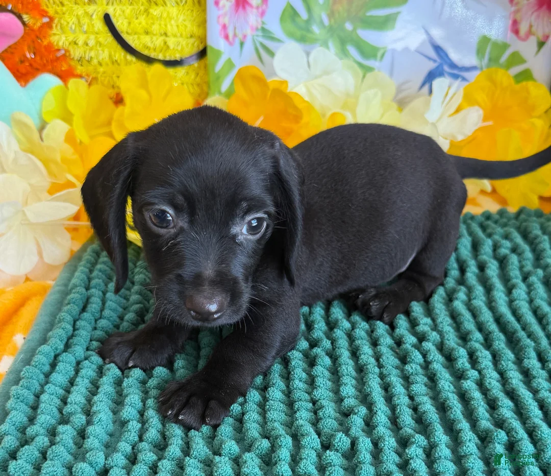 Miniature Dachshund dogs for sale: Blackie - Ad 2