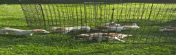 Jack Russell Terrier dogs for sale: Jack Russell Terrier 1 - Ad 9
