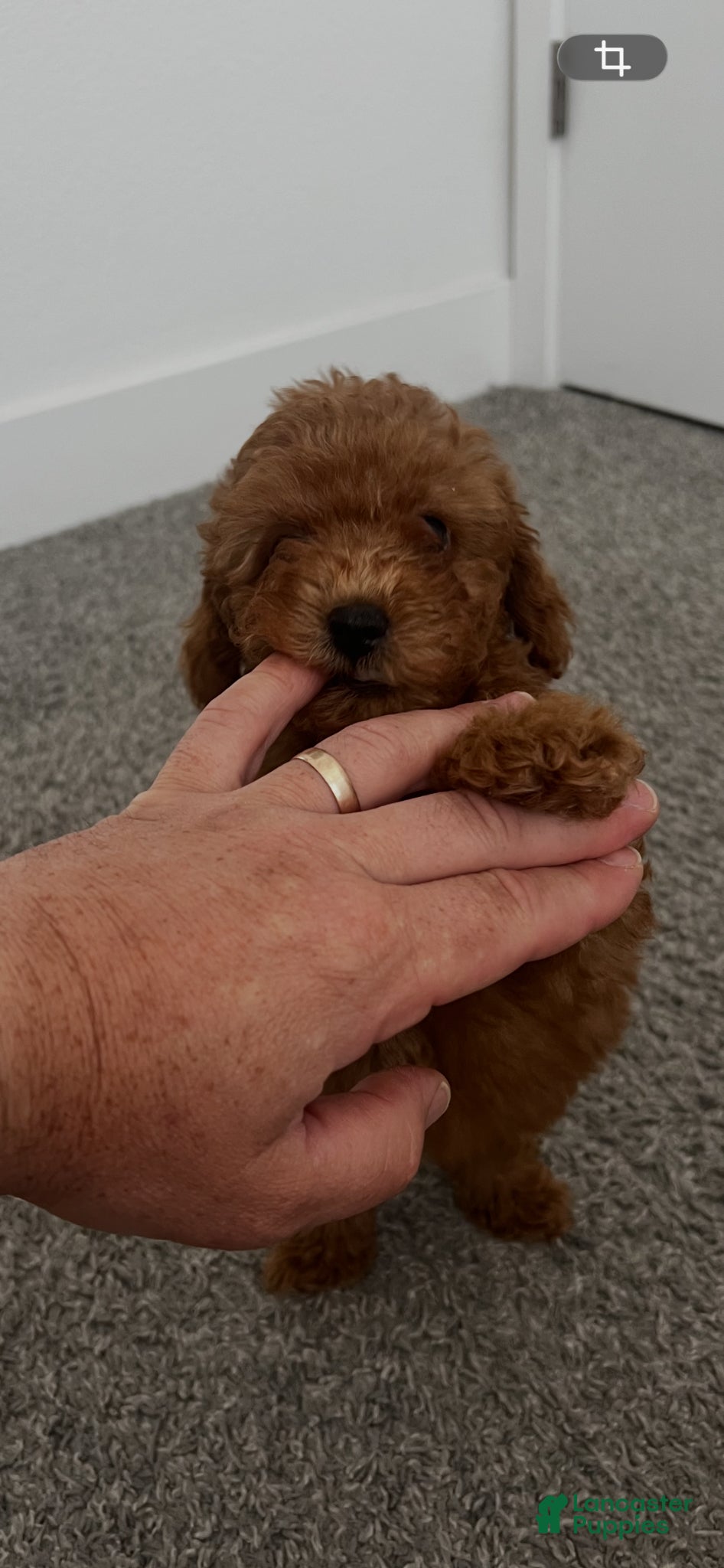 Toy Poodle dogs for sale: Toy Poodle Puppy 2 - Ad 4