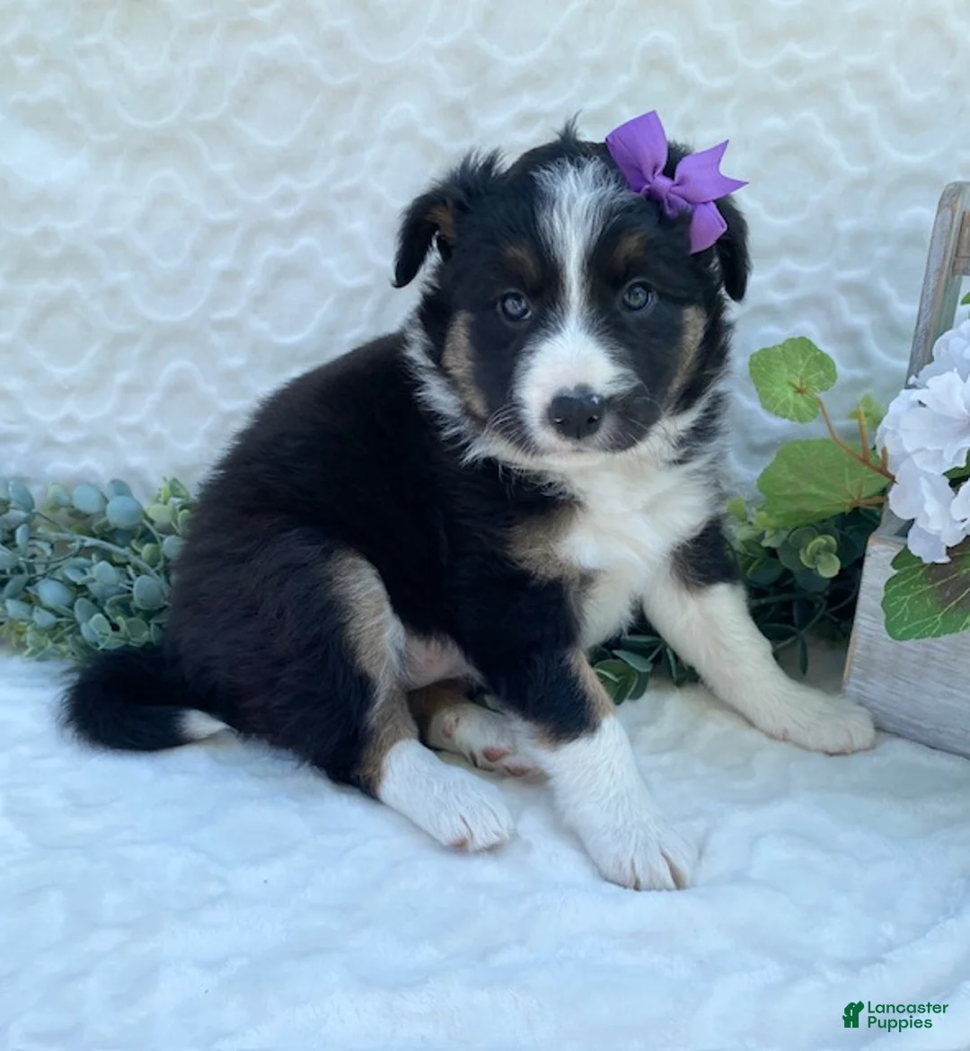 Border Collie dogs for sale: Petunia - Ad 1