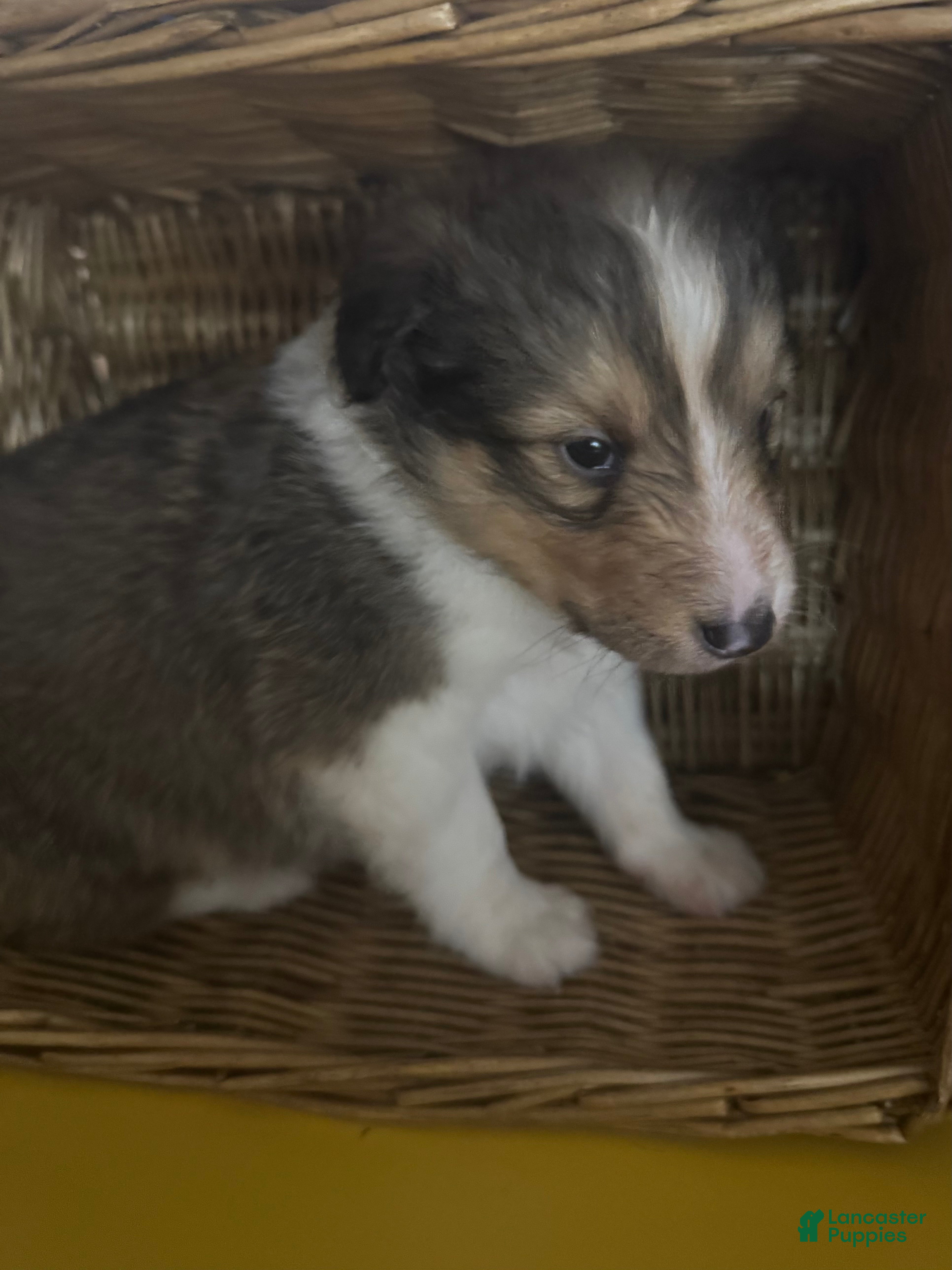 Shetland Sheepdog dogs Thunder aka Chunkers  - Ad 13