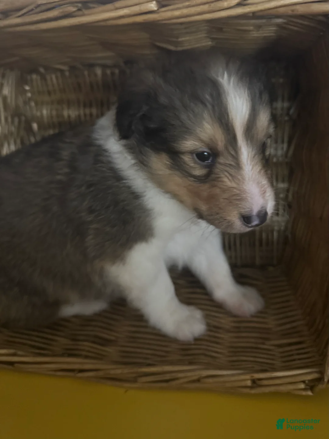 Shetland Sheepdog dogs for sale: Thunder aka Chunkers  - Ad 1