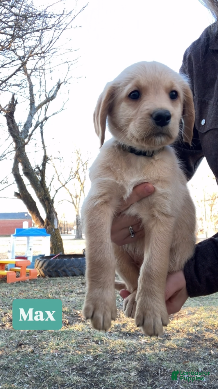 Labradoodle dogs Max - Ad 7
