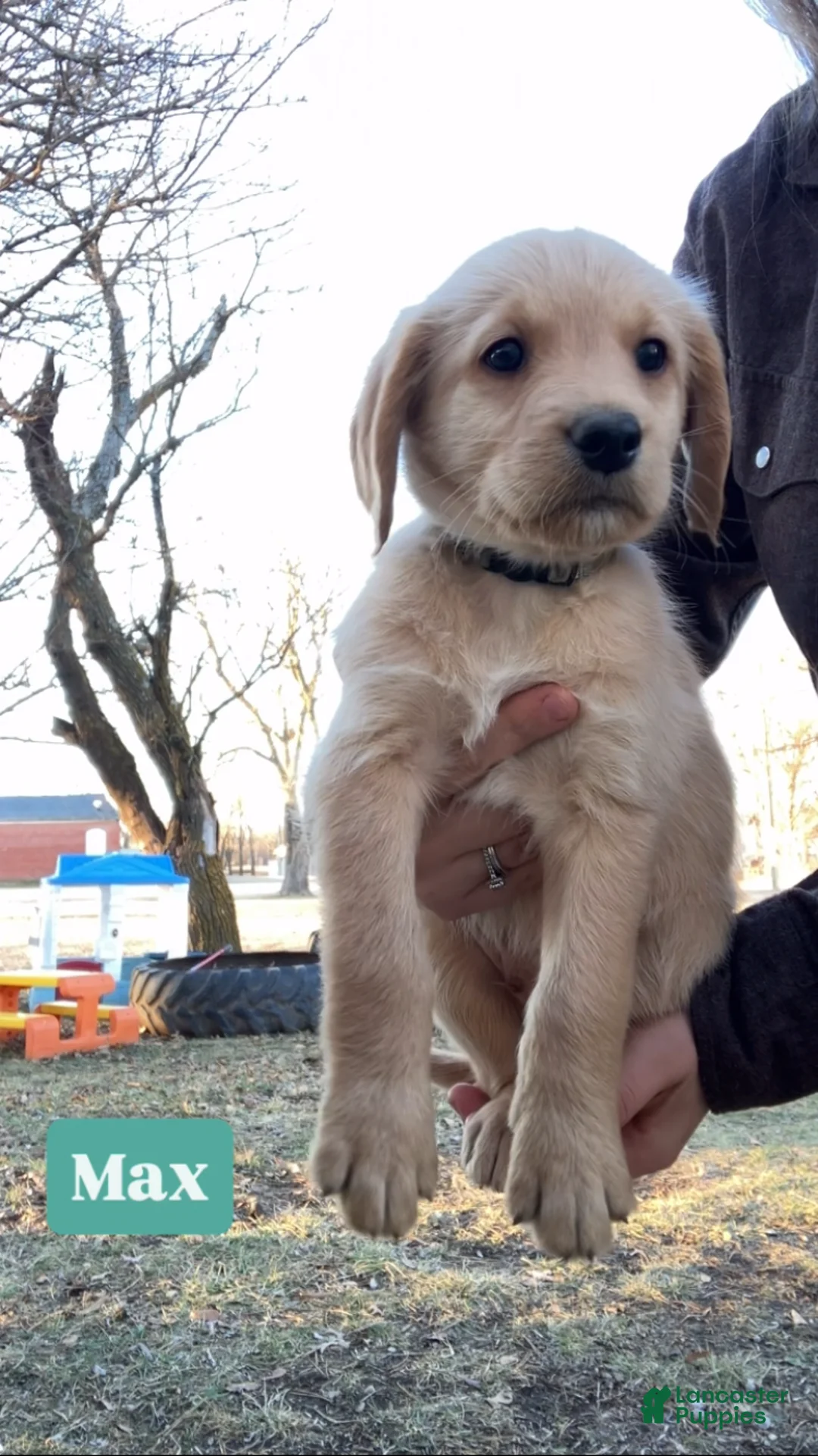 Labradoodle dogs for sale: Max - Ad 1