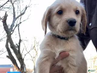 Labradoodle dogs Max - Ad 2