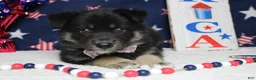 Mixed Breed dogs for sale: Bergamont  - Ad 2