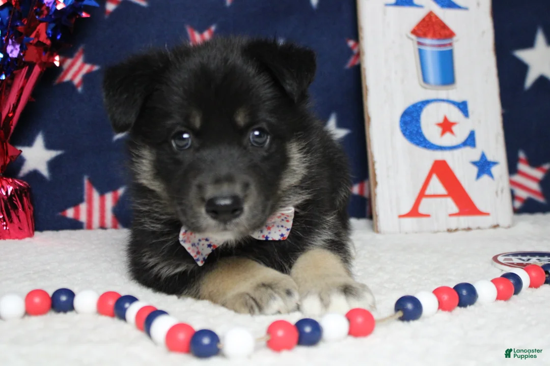 Mixed Breed dogs for sale: Bergamont  - Ad 2