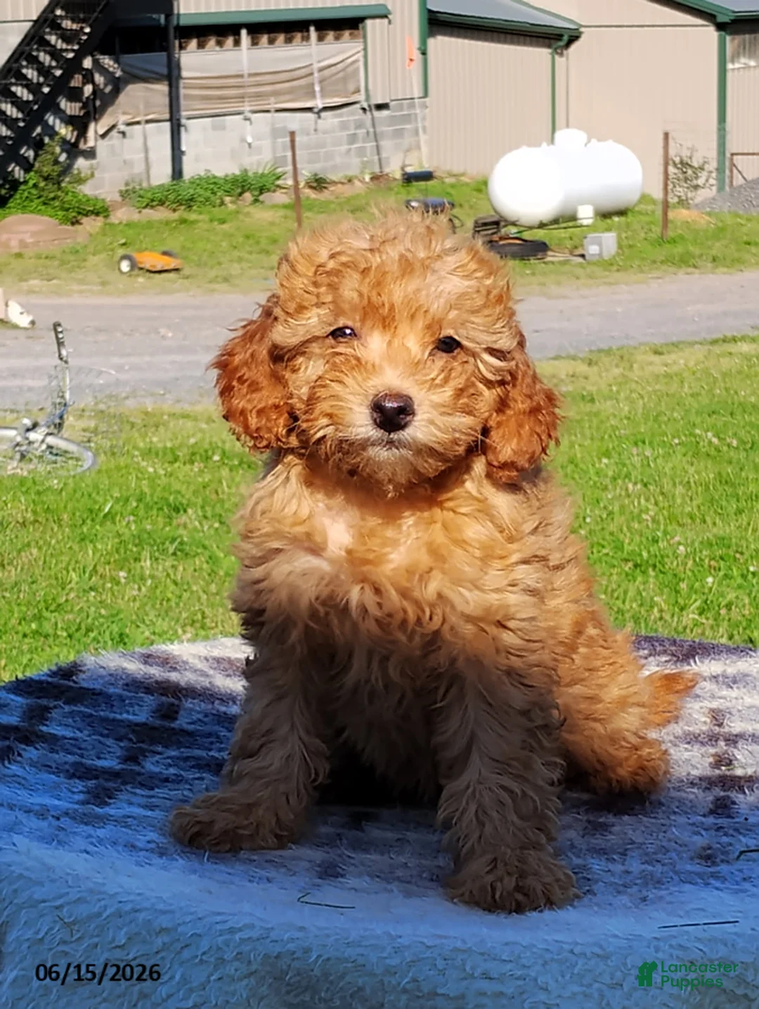 Mini Goldendoodle dogs for sale: Polly - Ad 2