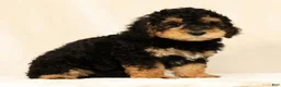 Mini Bernedoodle dogs for sale: Leo - Ad 4