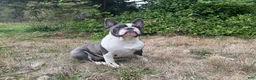 Frenchton dogs for sale: Frenchton 1 - Ad 3