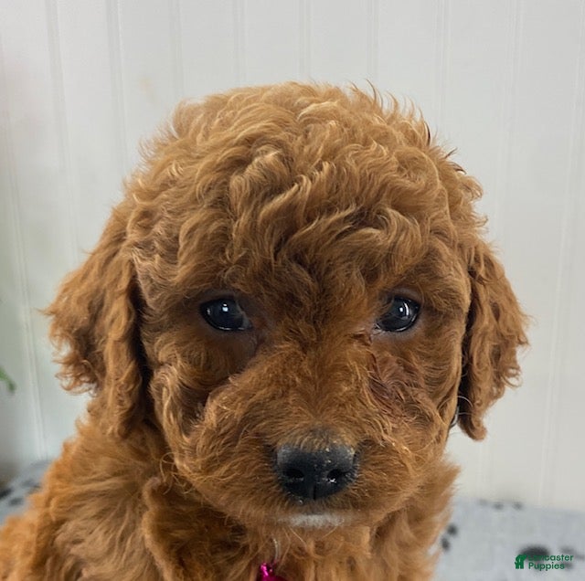 Cavapoo dogs Nova - Ad 2