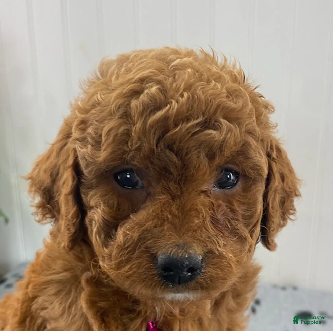 Cavapoo dogs for sale: Nova - Ad 2