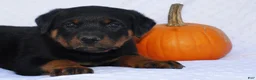 Rottweiler dogs for sale: Gunner - Ad 5