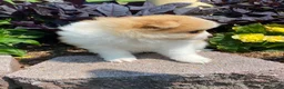 Pomeranian dogs for sale: Pomeranian 2 - Ad 6