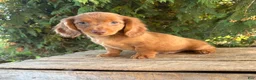 Miniature Dachshund dogs for sale: Bowie - Ad 1