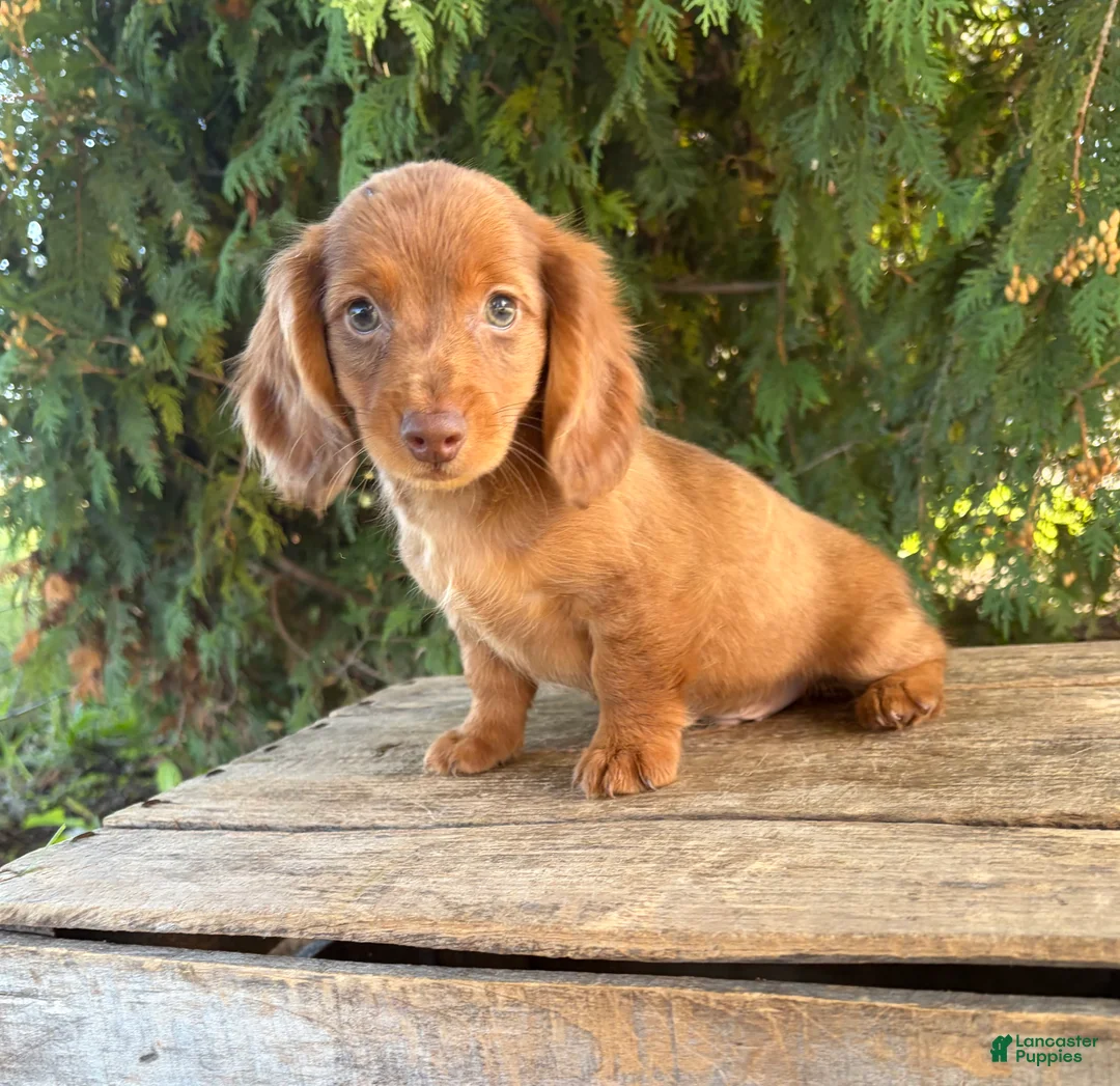 Miniature Dachshund dogs for sale: Bowie - Ad 1