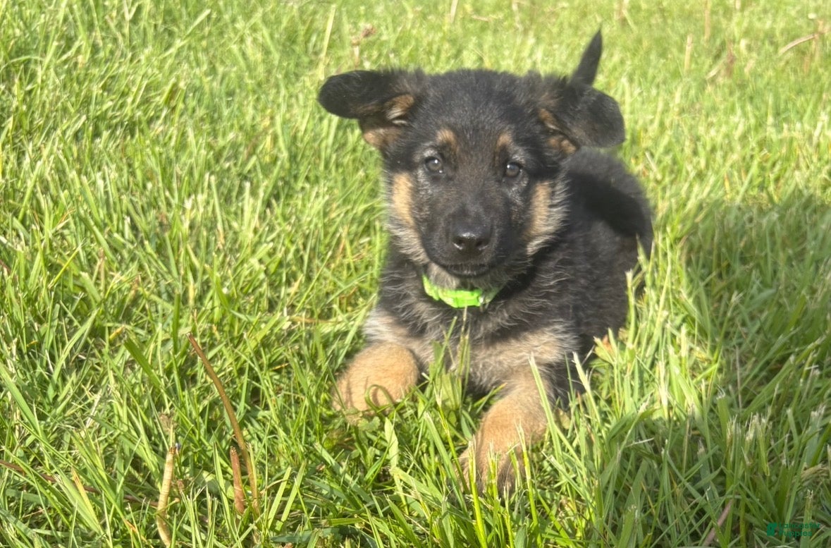 German Shepherd dogs Lime Collar Female - Ad 1