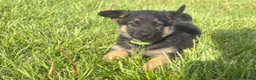 German Shepherd dogs for sale: Lime Collar Female - Ad 1