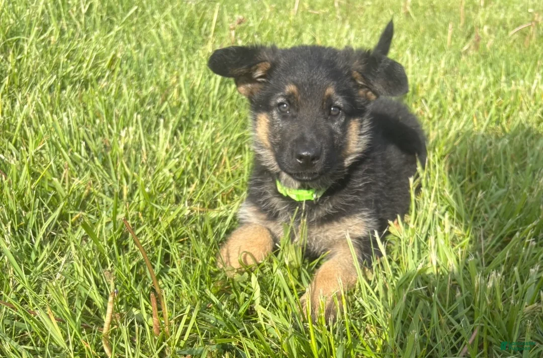 German Shepherd dogs for sale: Lime Collar Female - Ad 1