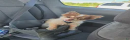 Chihuahua dogs for sale: Chihuahua 1 - Ad 10