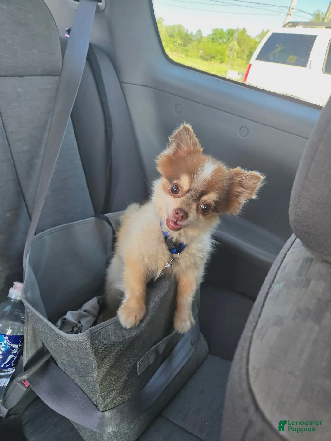 Chihuahua dogs for sale: Chihuahua 1 - Ad 10