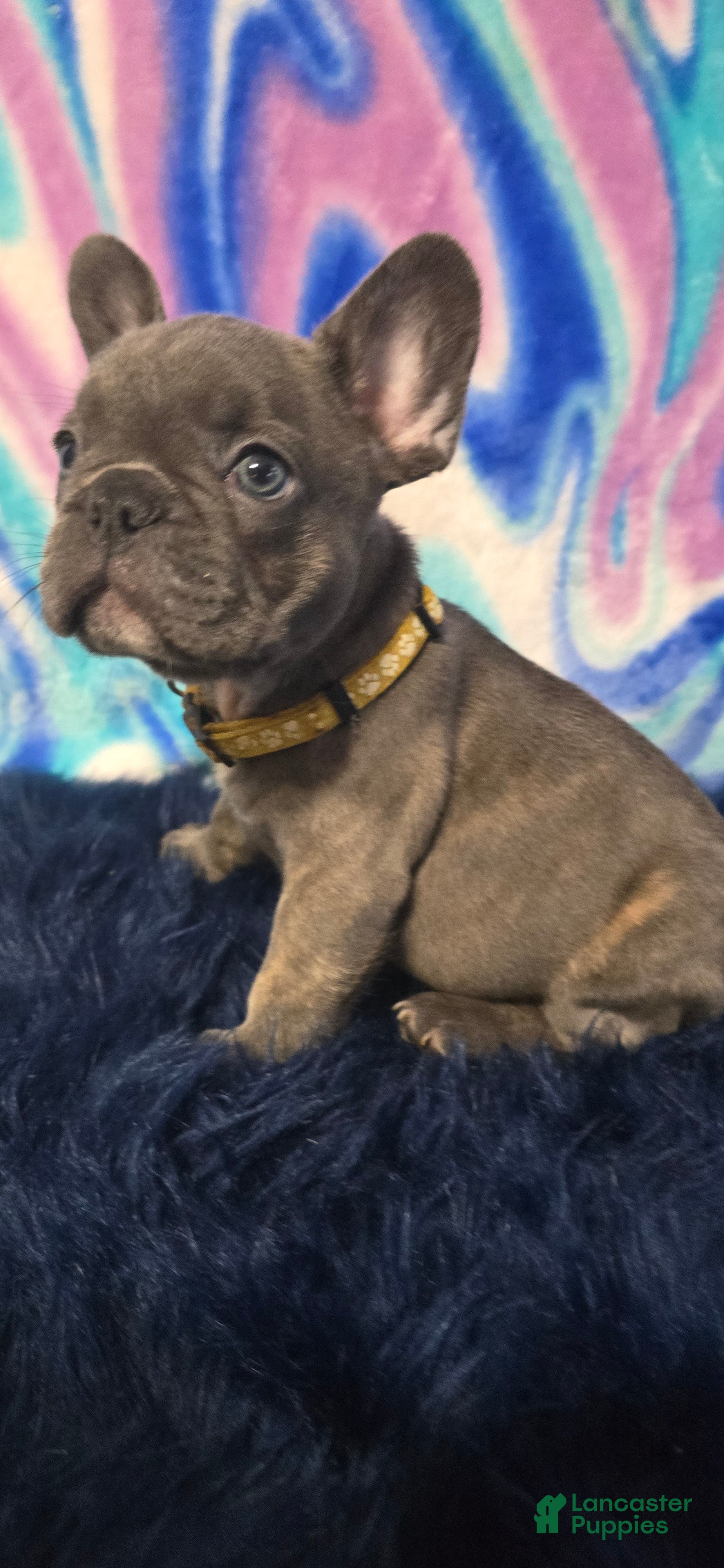 French Bulldog dogs Penny - Ad 2
