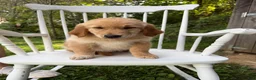 Golden Retriever dogs for sale: Duke - Ad 15