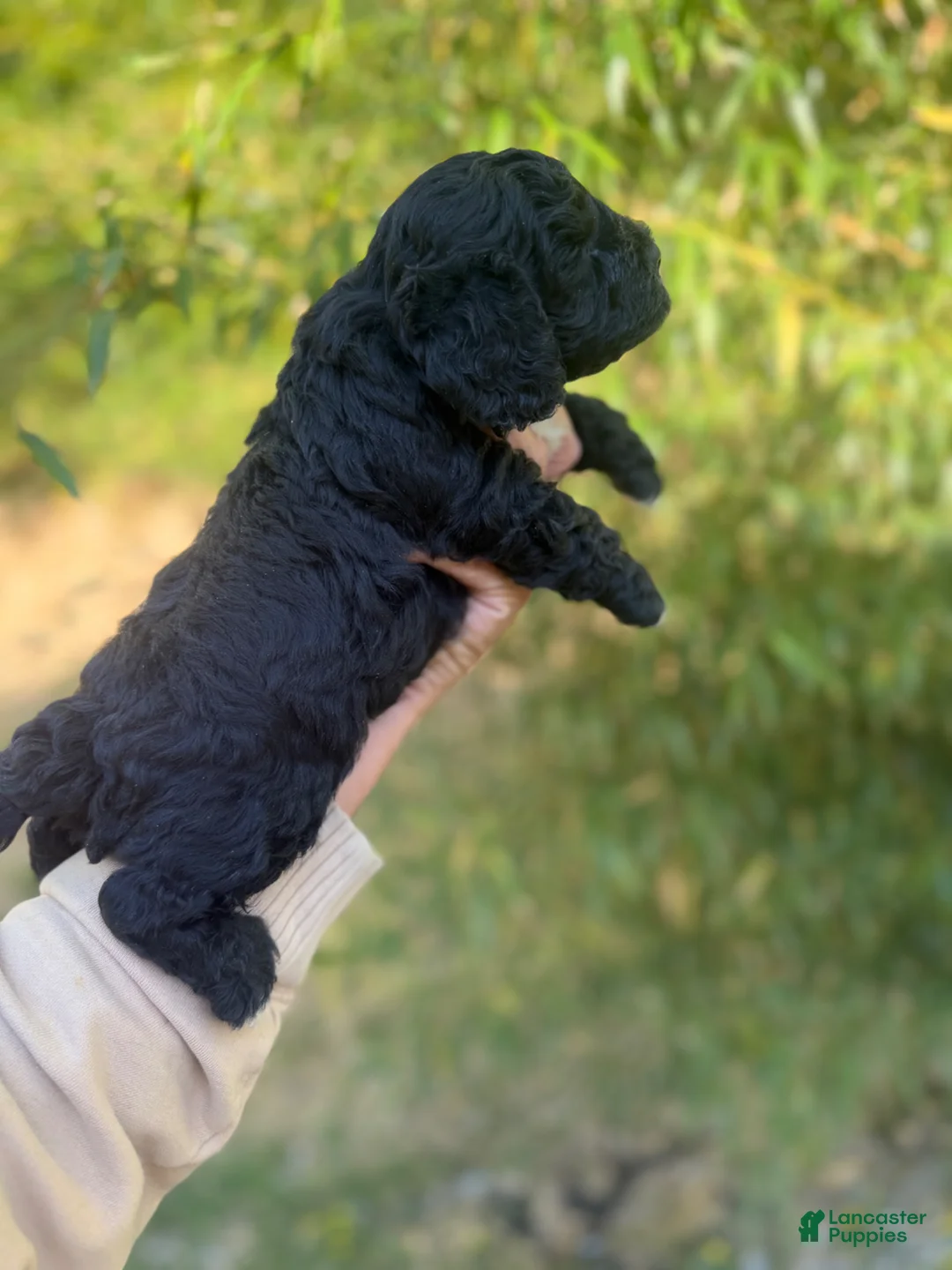 Cockapoo dogs for sale: Cockapoo Puppy 2 - Ad 2