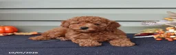Miniature Poodle dogs for sale: Silas - Ad 3