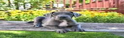 Great Dane dogs for sale: Lucky - Ad 4